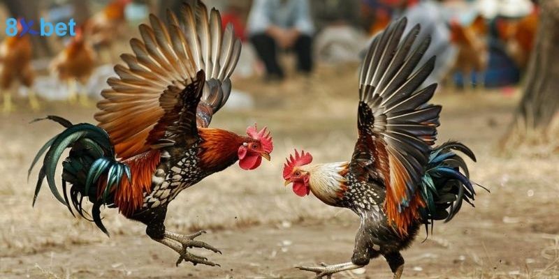 Gà 6 Cựa Thần Kê